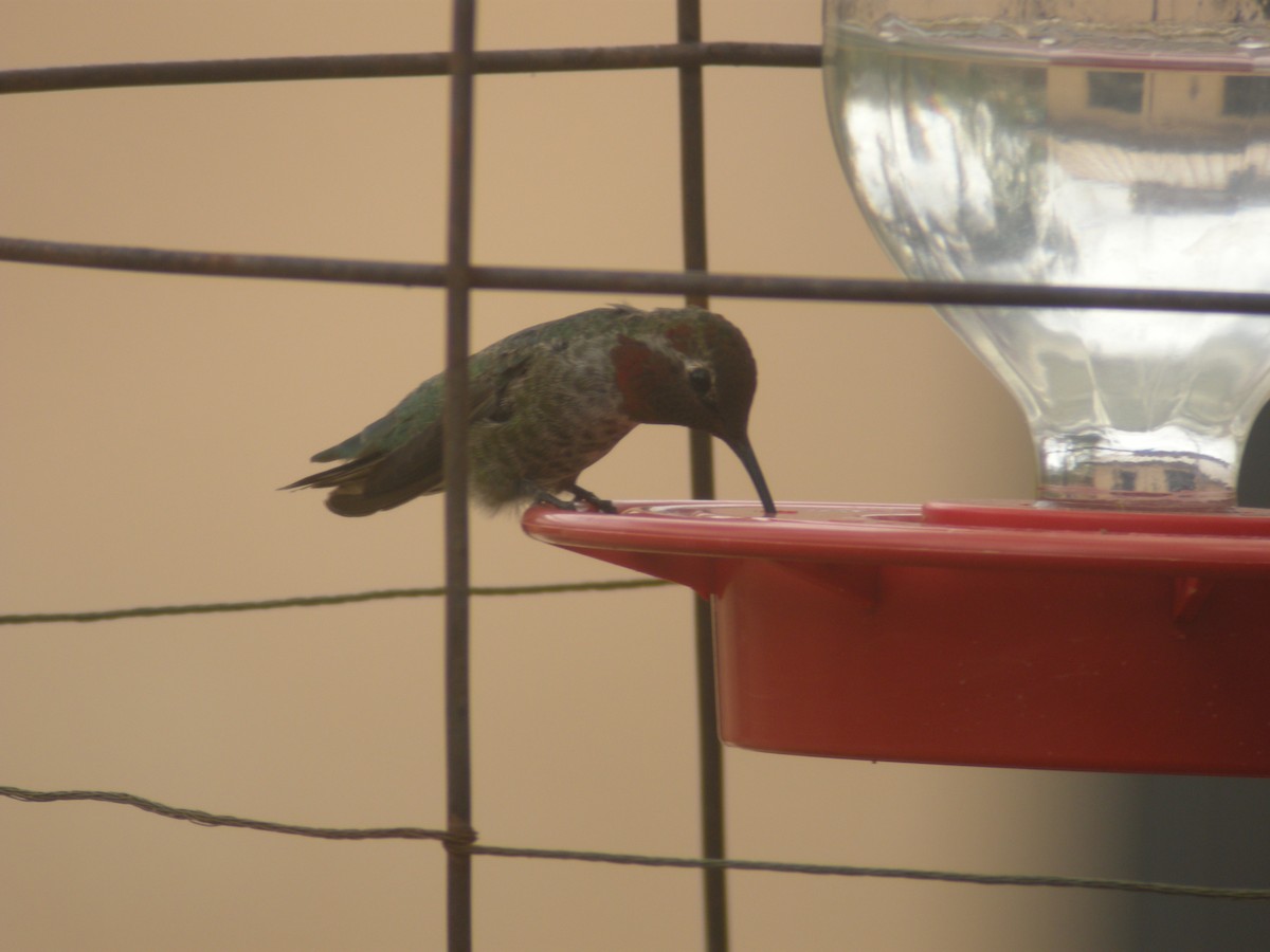 Colibri d'Anna - ML642983387