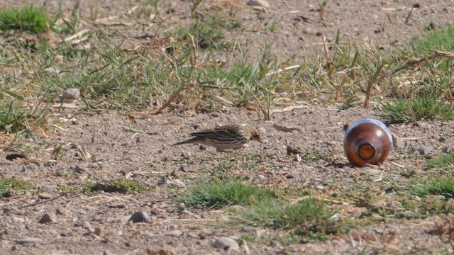 Red-throated Pipit - ML642983390