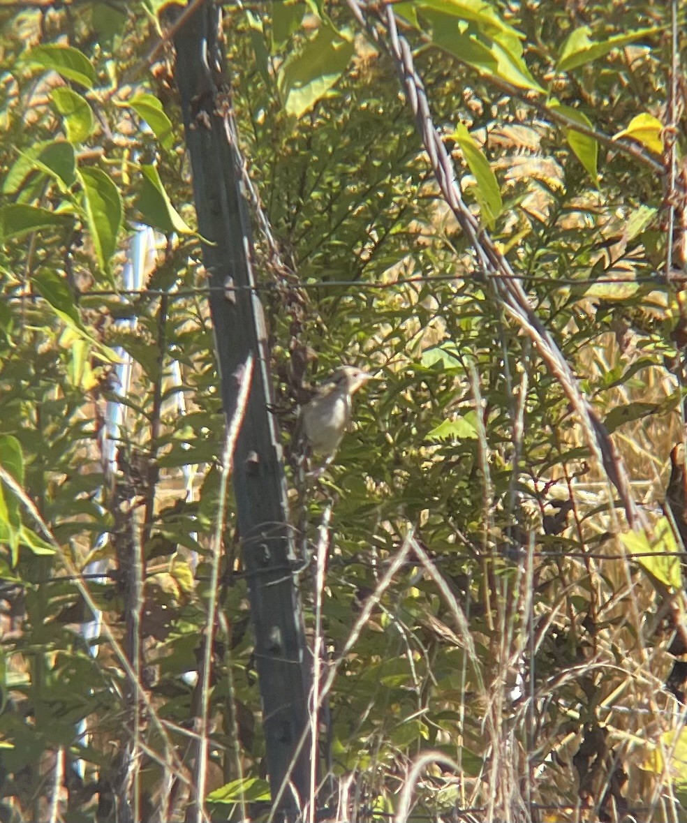 LeConte's Sparrow - ML642983398