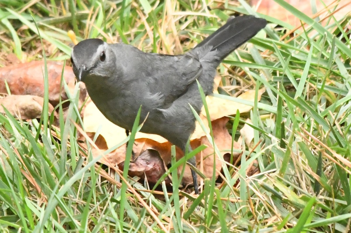 Gray Catbird - ML642983401