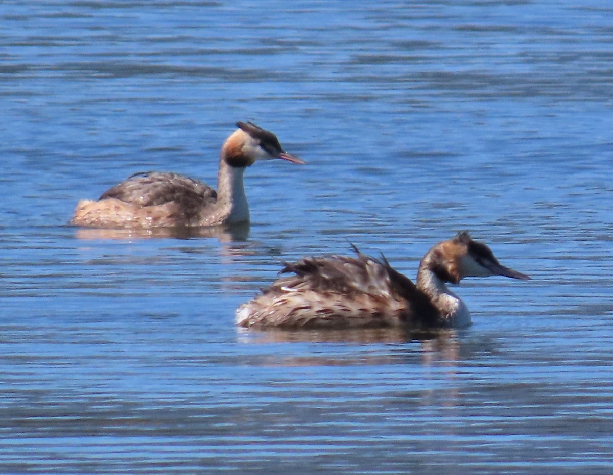 Great Crested Grebe - ML642983412