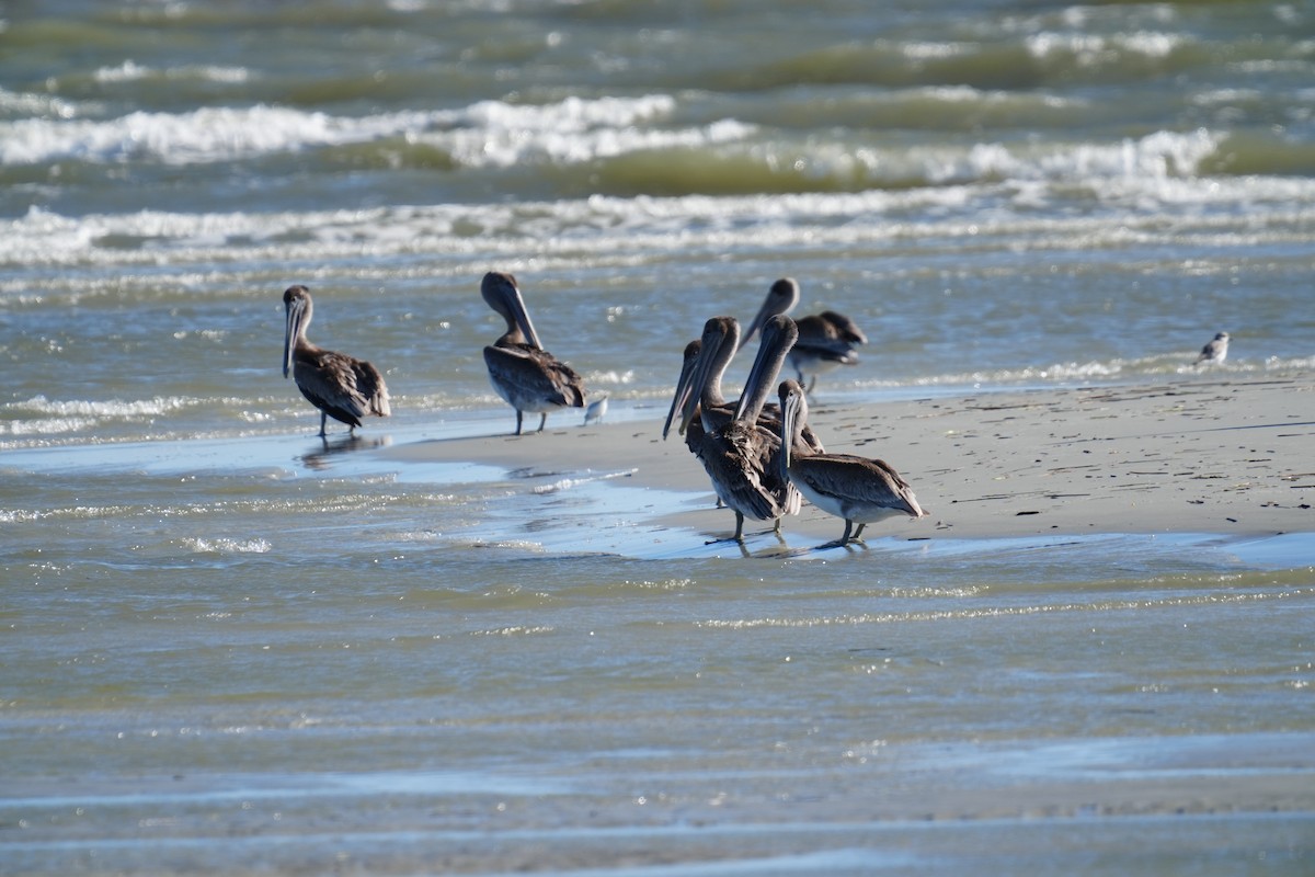 Brown Pelican - ML642983419