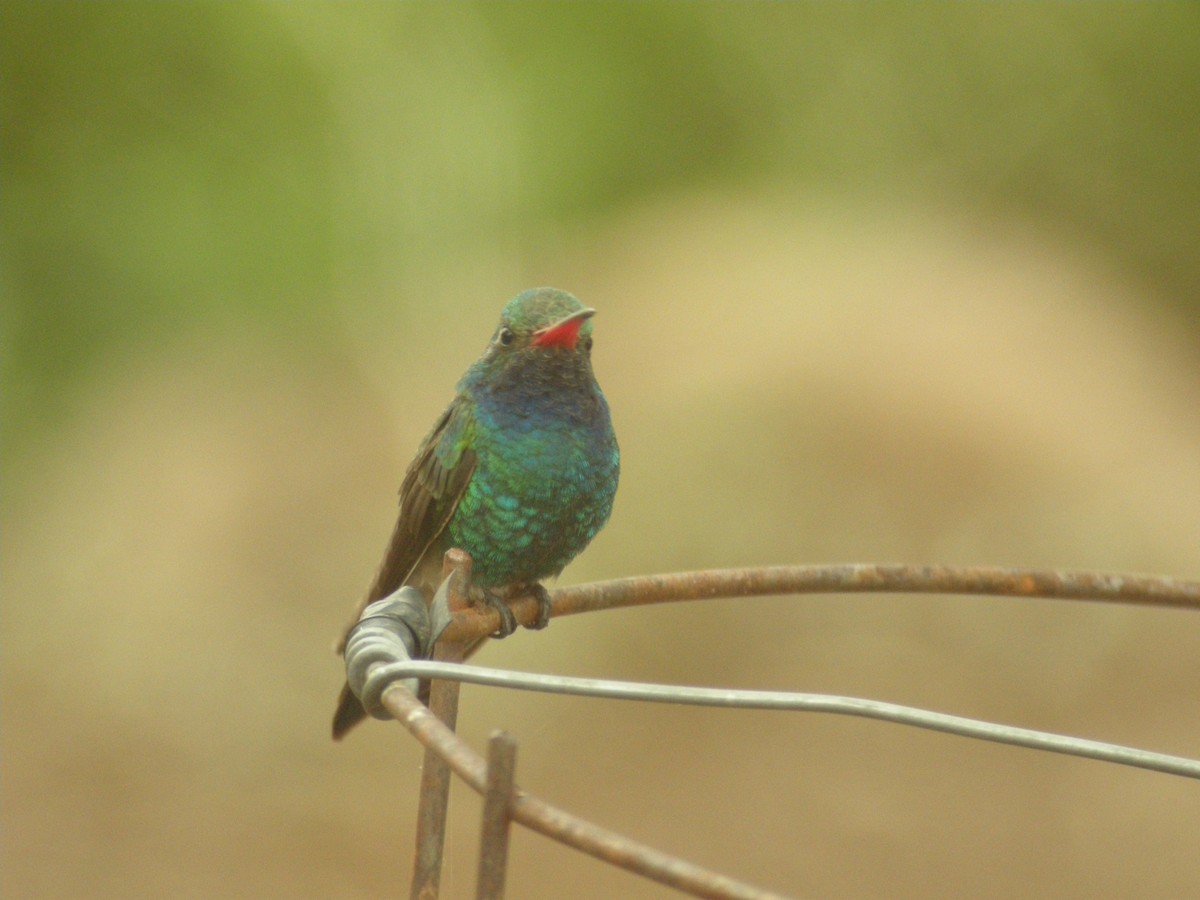 Colibri circé - ML642983426