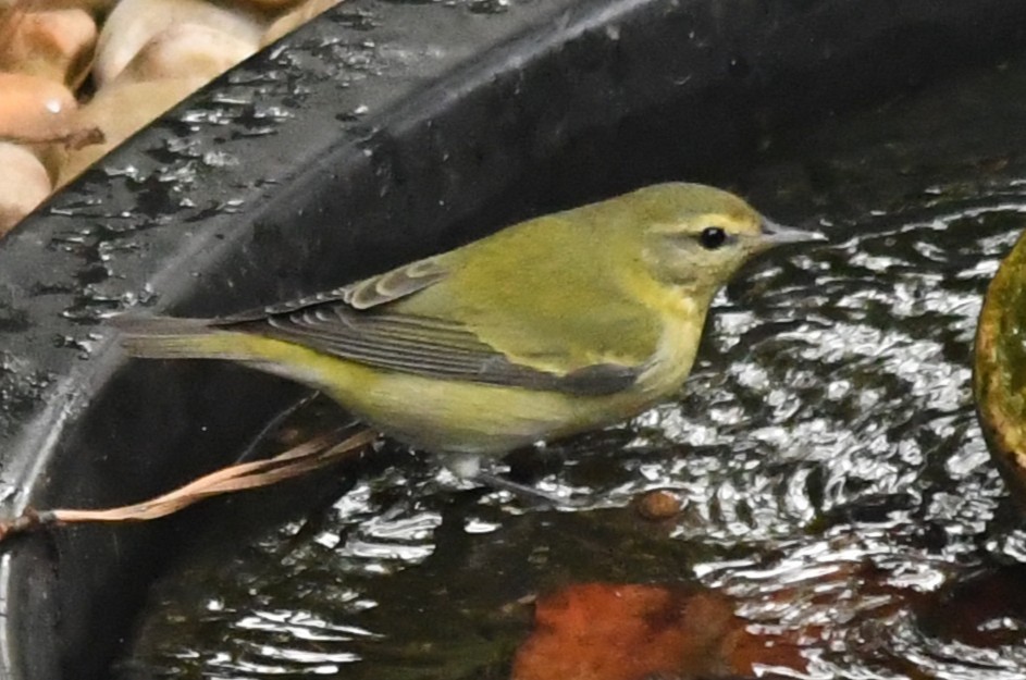 Tennessee Warbler - ML642983427