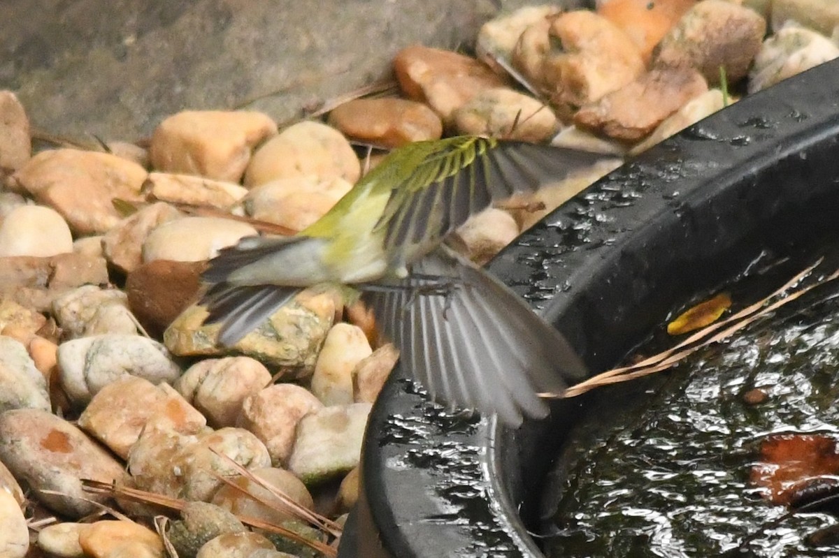 Tennessee Warbler - ML642983429