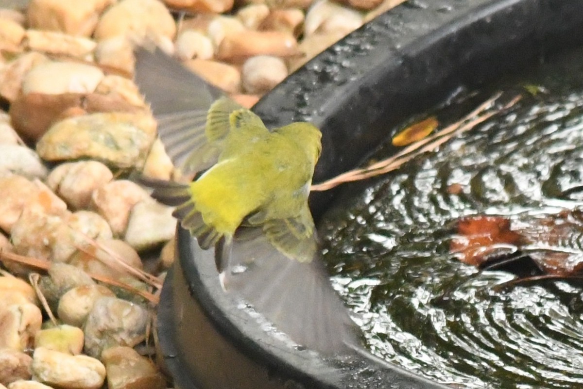 Tennessee Warbler - ML642983432