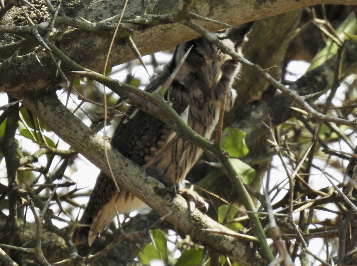 Southern White-faced Owl - ML642983434