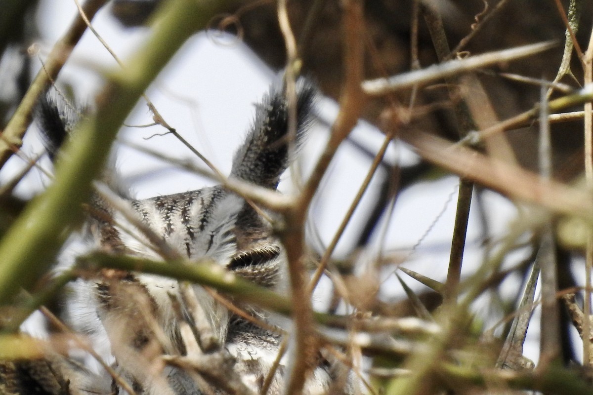 Southern White-faced Owl - ML642983435