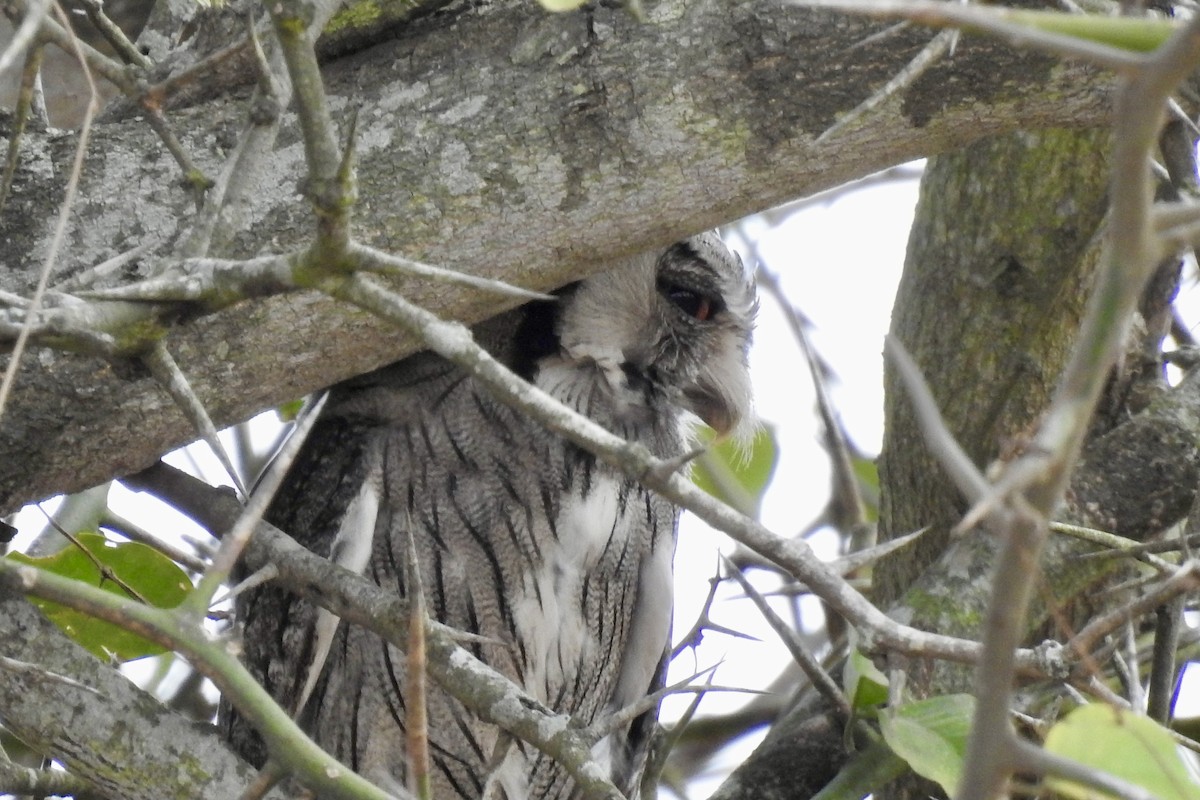 Southern White-faced Owl - ML642983436