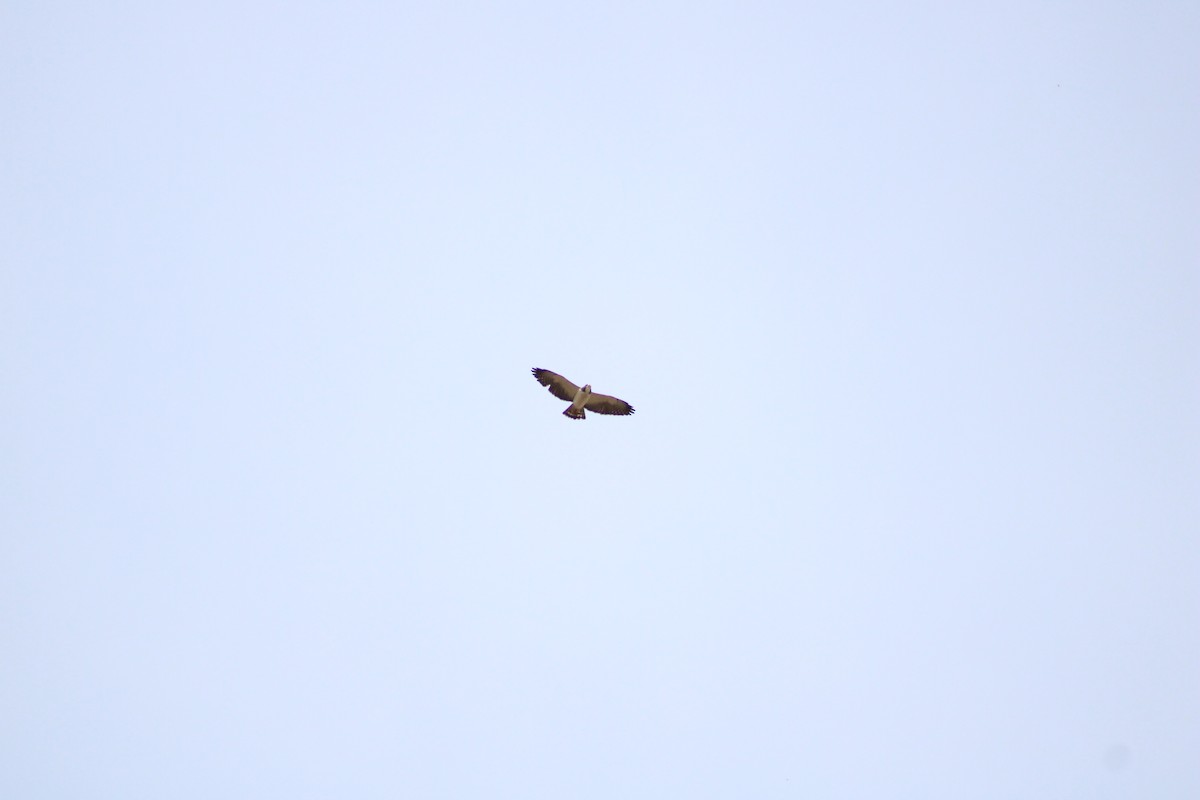 Short-tailed Hawk - ML642983437