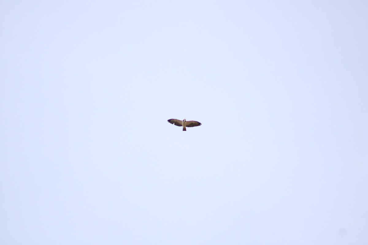 Short-tailed Hawk - ML642983438