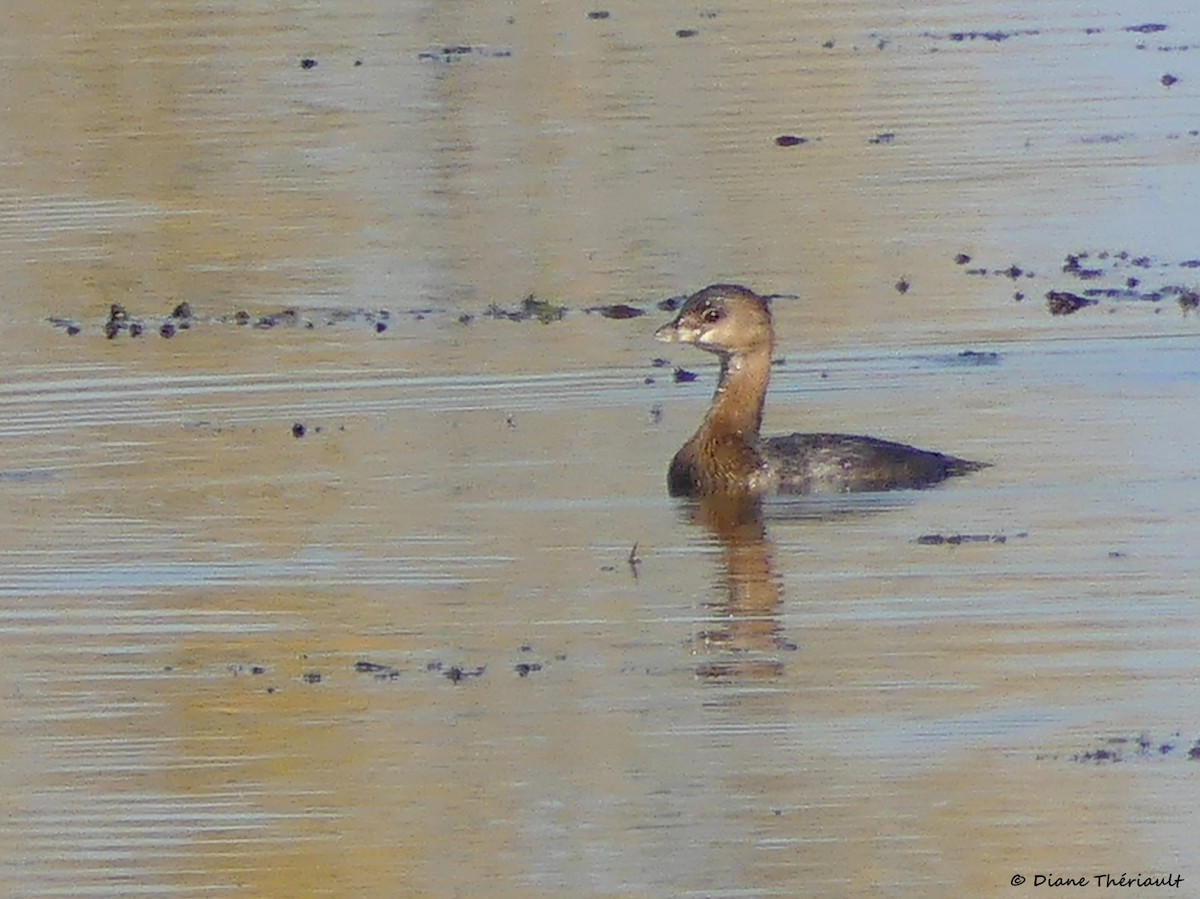 Pied-billed Grebe - ML642983439