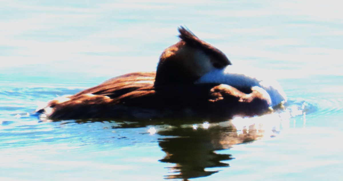 Great Crested Grebe - ML642983464