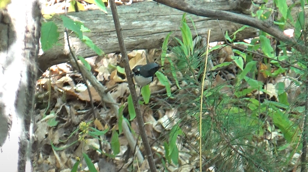 Black-throated Blue Warbler - ML642983466