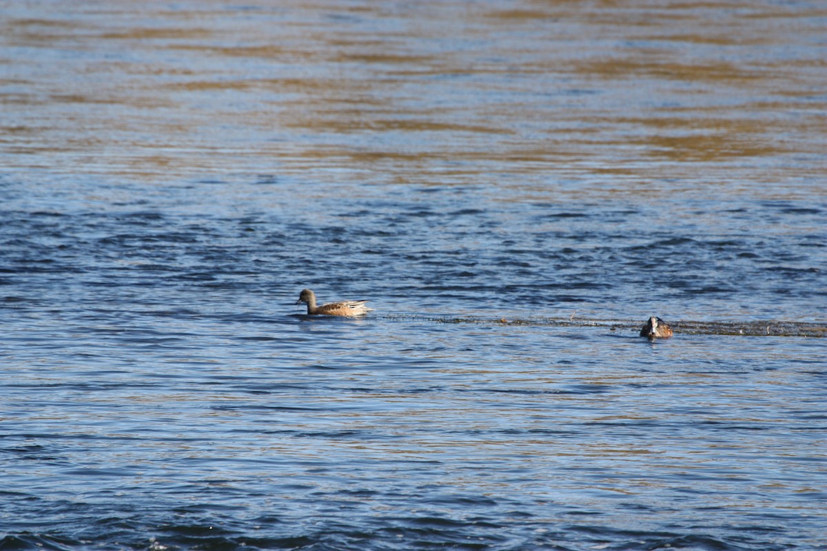 American Wigeon - ML642983468