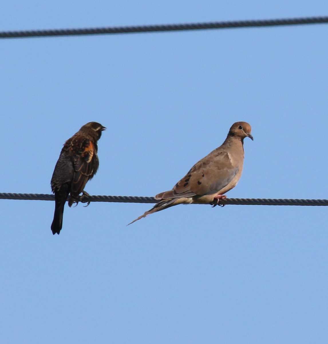 Mourning Dove - ML642983473