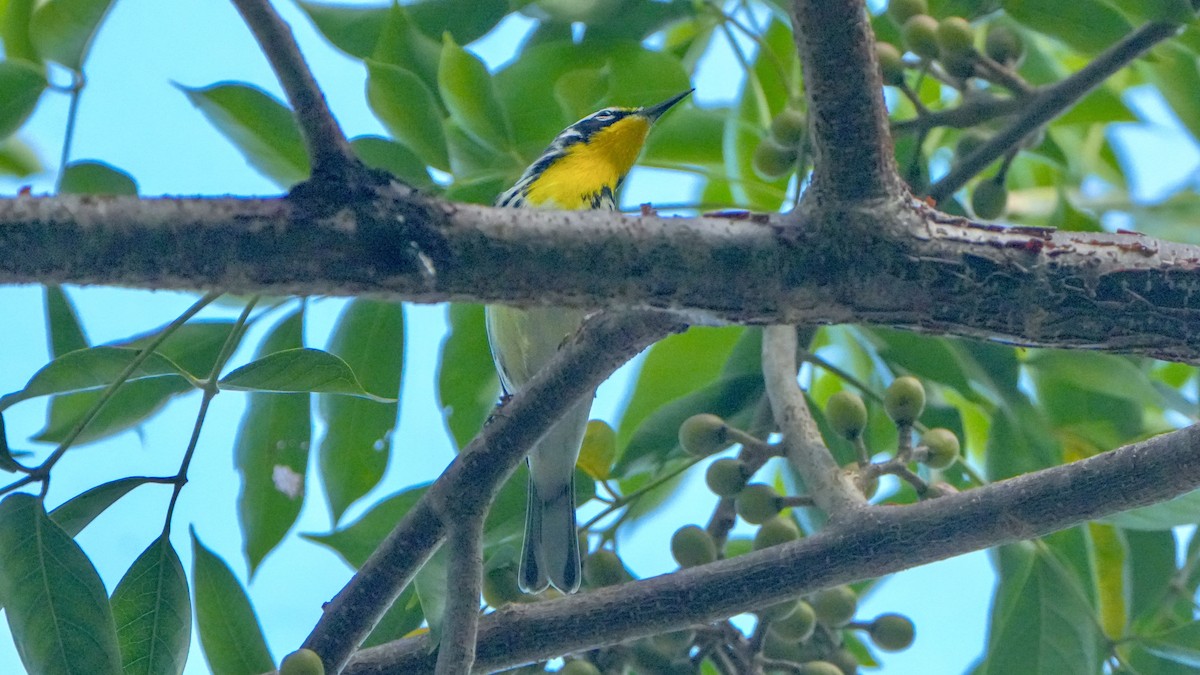 Yellow-throated Warbler - ML642983474