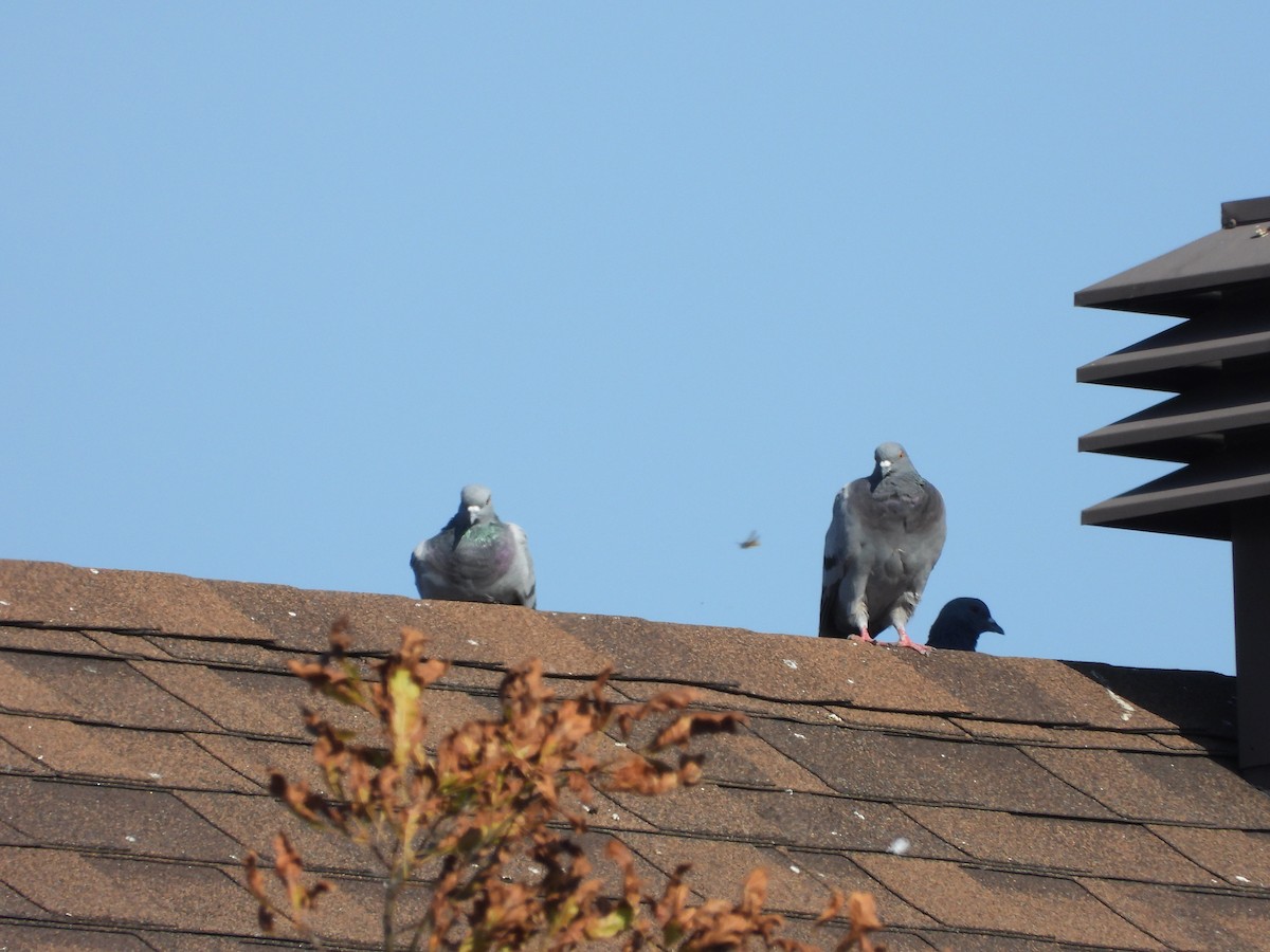 Rock Pigeon (Feral Pigeon) - ML642983475