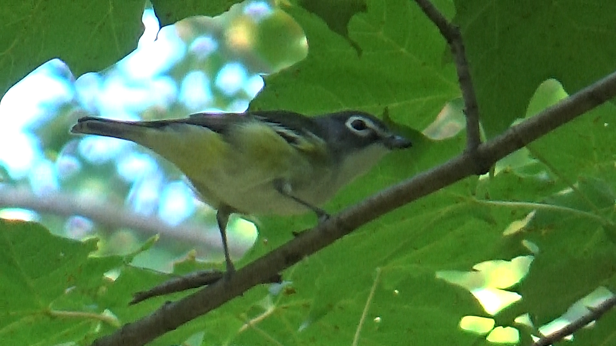 Blue-headed Vireo - ML642983476