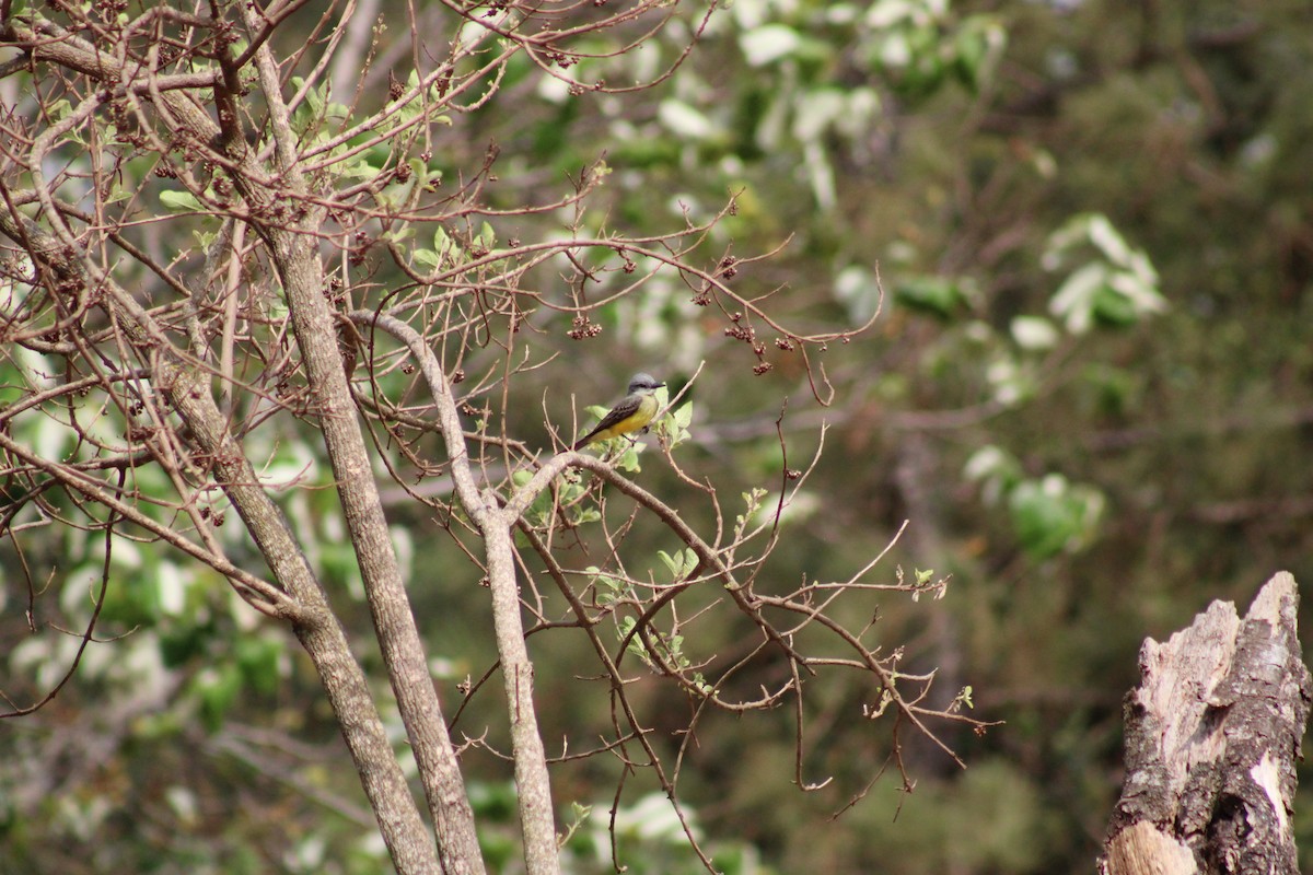 Tropical Kingbird - ML642983477
