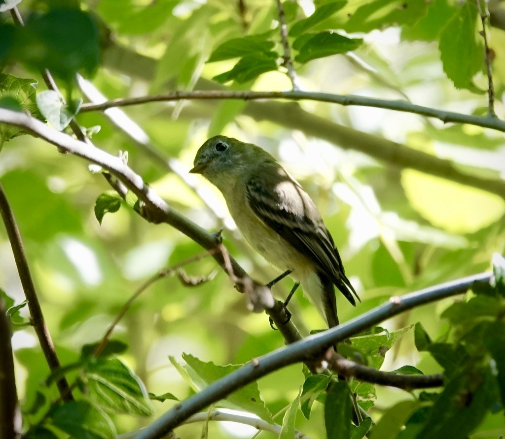 Western Flycatcher - ML642983478