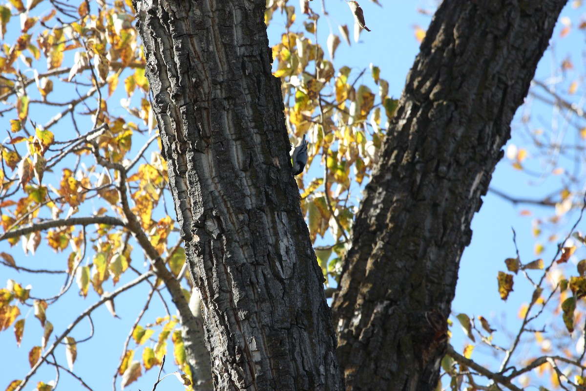 White-breasted Nuthatch - ML642983479