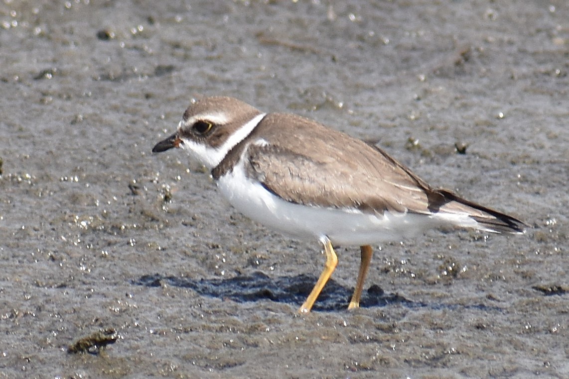 Semipalmated Plover - ML642983480