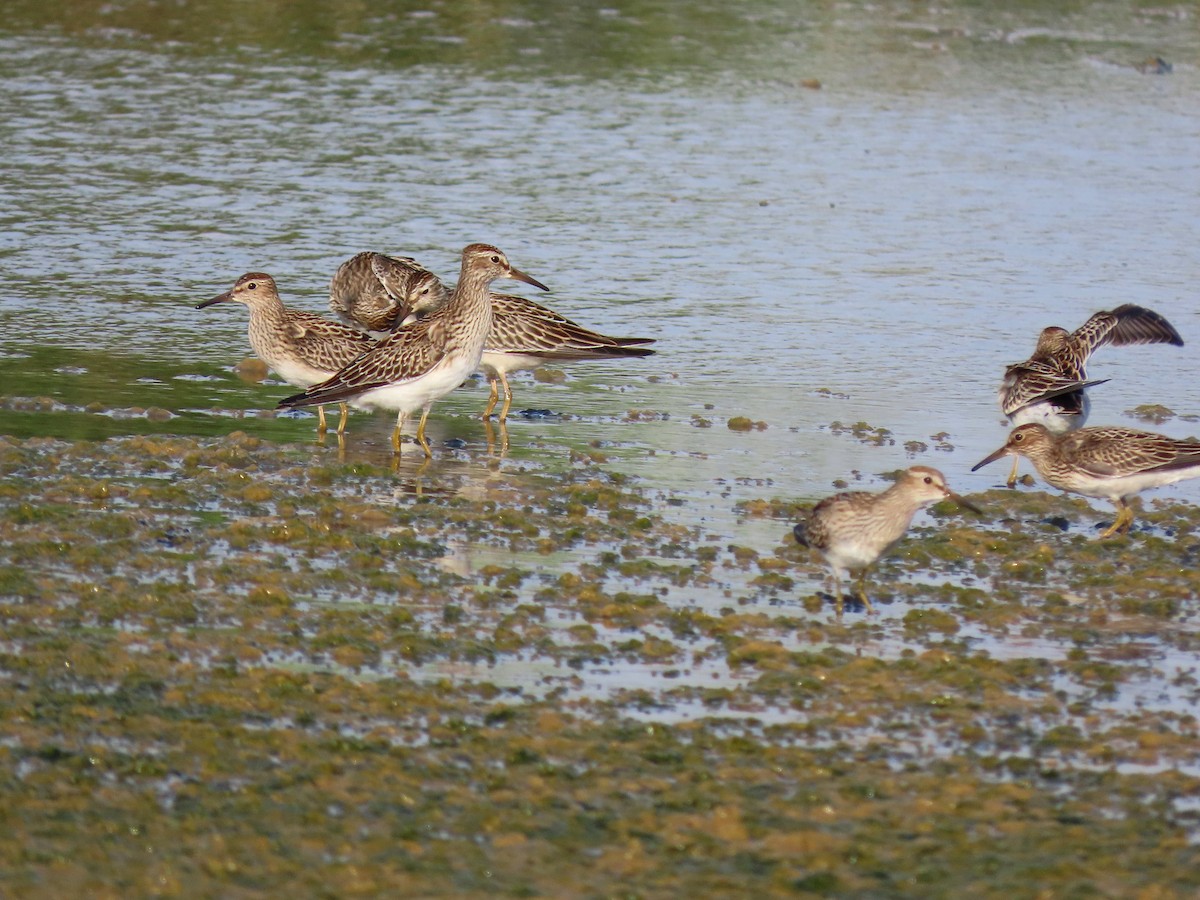 Pectoral Sandpiper - ML642983481