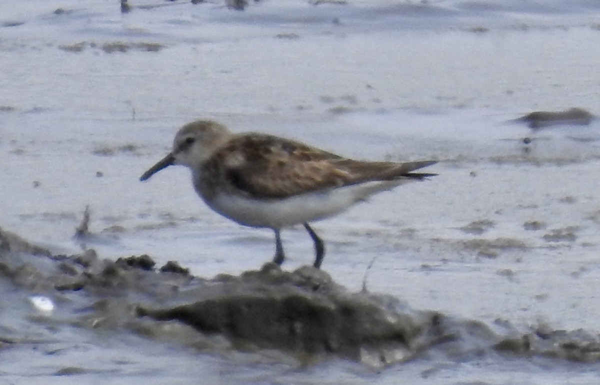 Little Stint - ML642983482