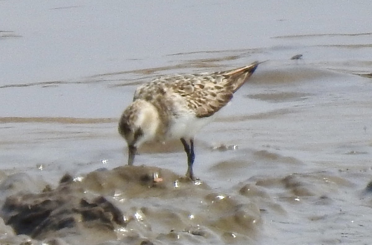Little Stint - ML642983483