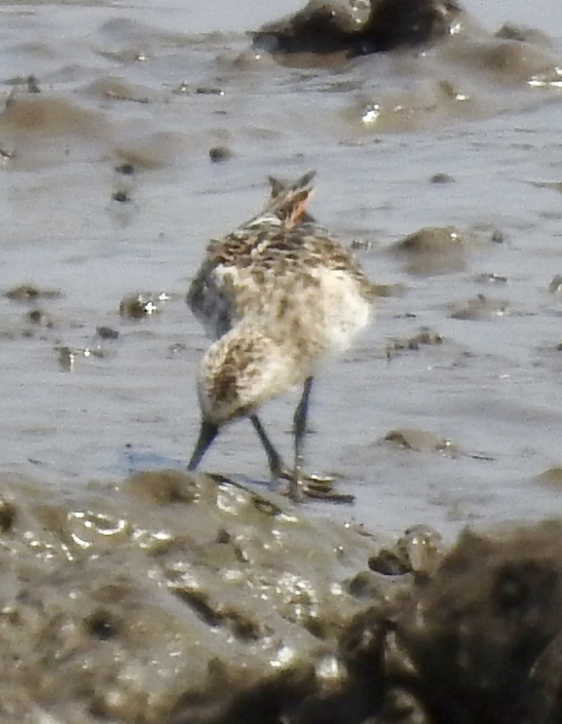 Little Stint - ML642983484