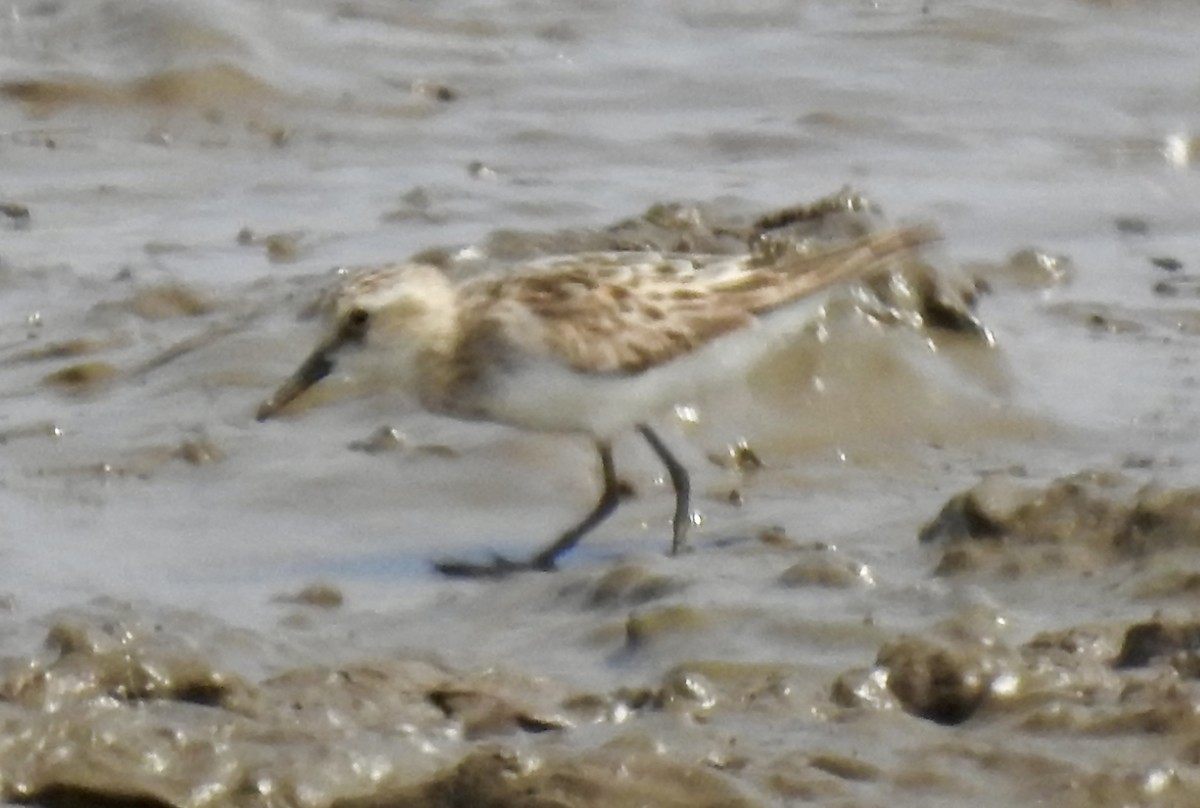Little Stint - ML642983485