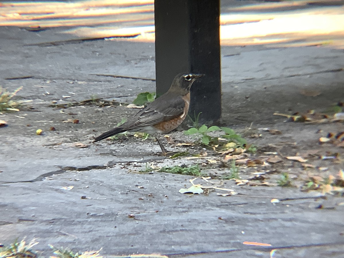 American Robin - ML642983486