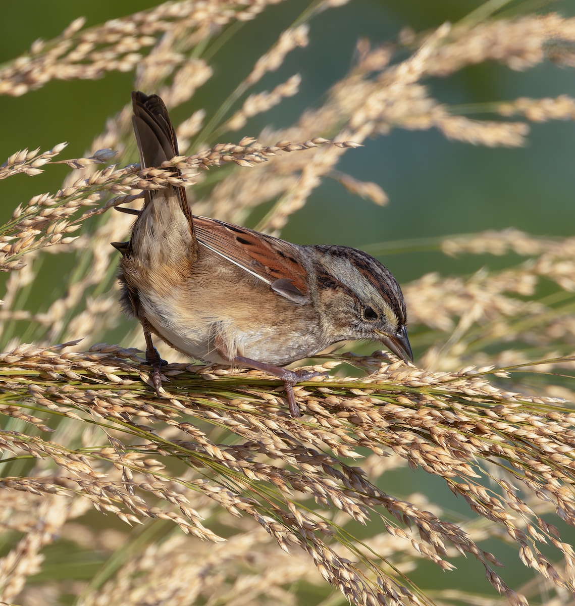 Swamp Sparrow - ML642983487