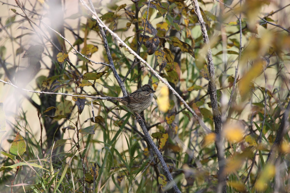 Lincoln's Sparrow - ML642983488