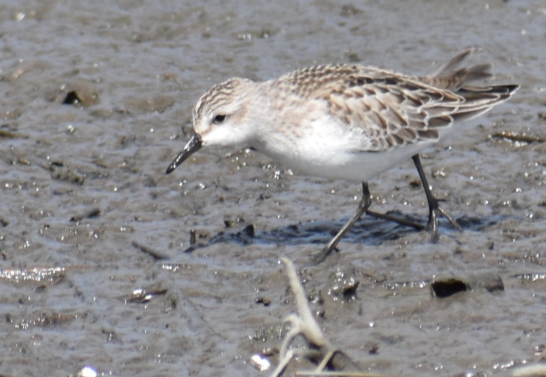 Semipalmated Sandpiper - ML642983489