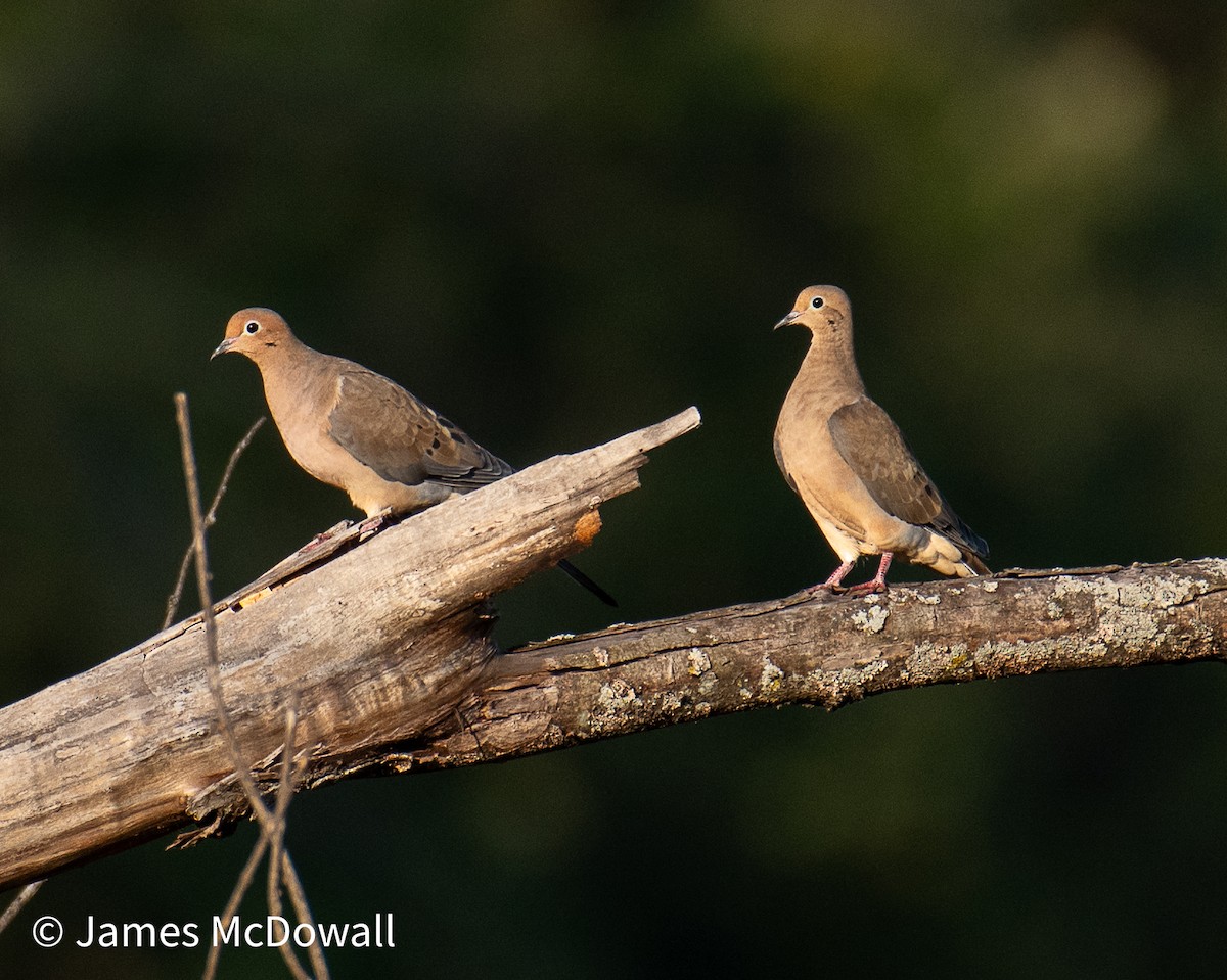 Mourning Dove - ML642983493