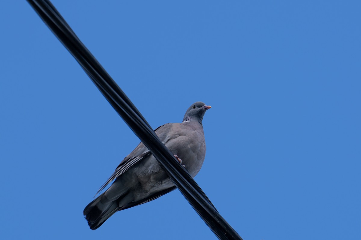 Common Wood-Pigeon - ML642983494