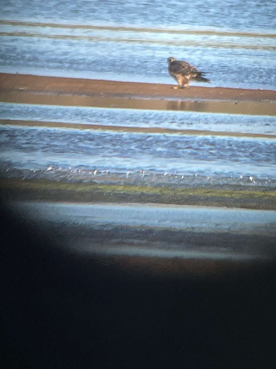 Peregrine Falcon - ML642983496