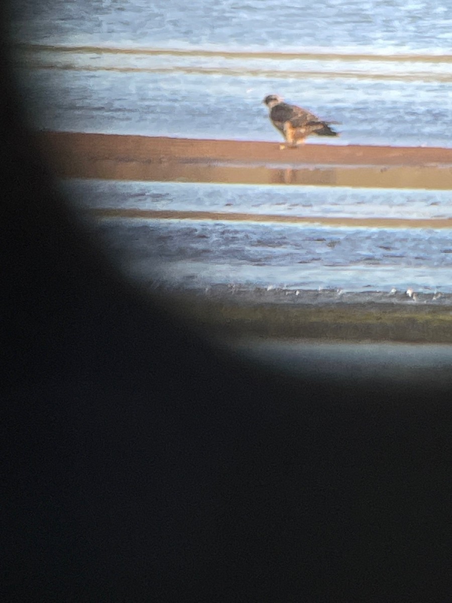 Peregrine Falcon - ML642983497