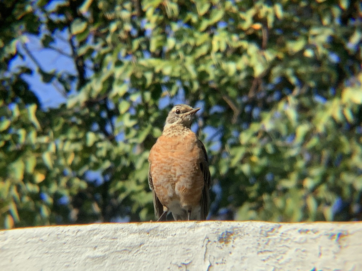 American Robin - ML642983498