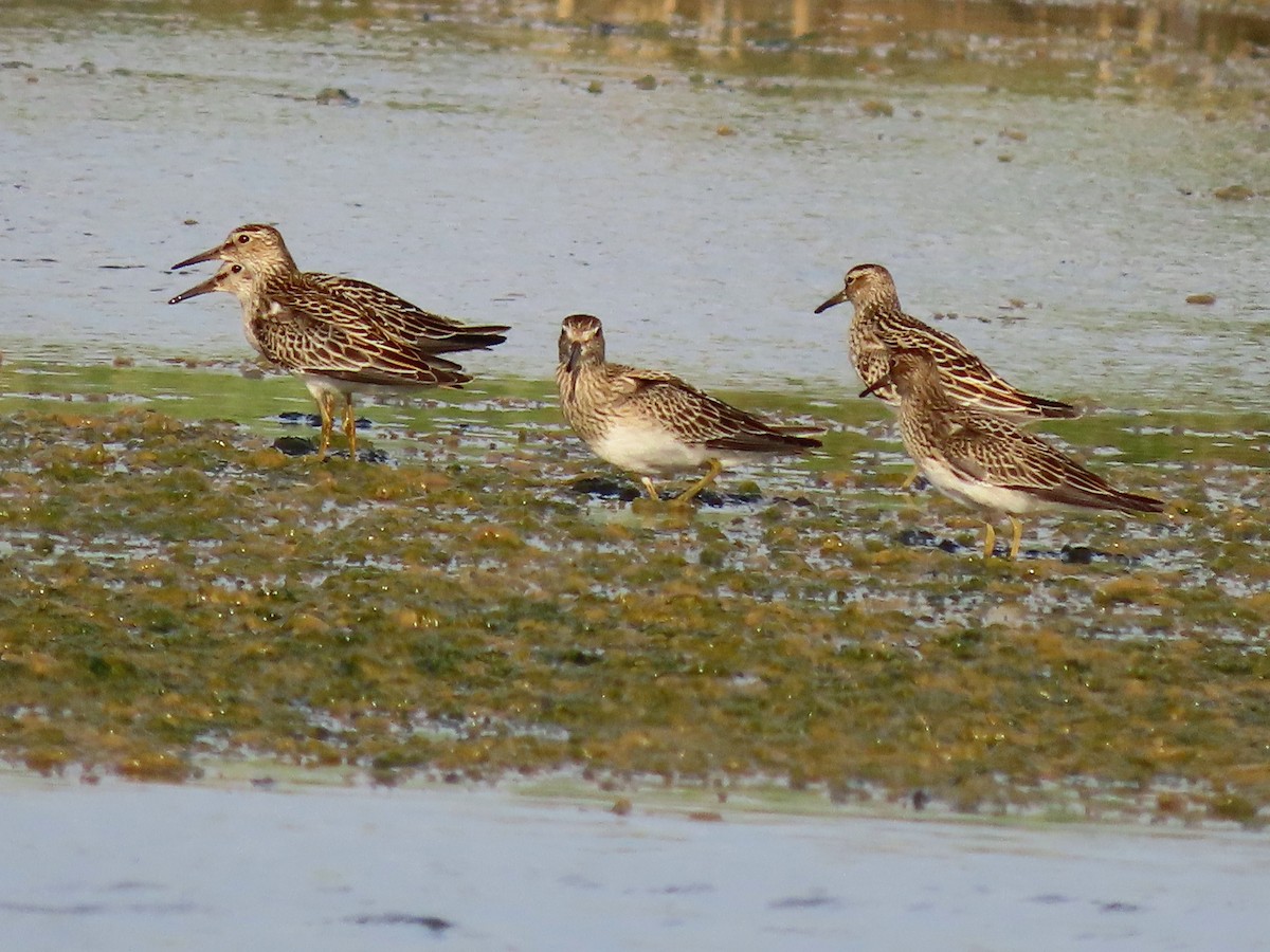 Pectoral Sandpiper - ML642983499