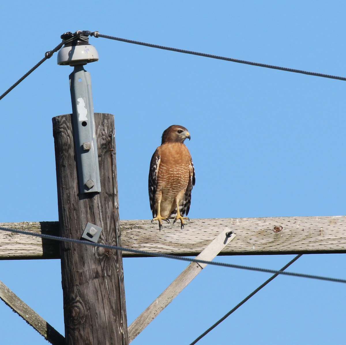 Red-shouldered Hawk - ML642983500