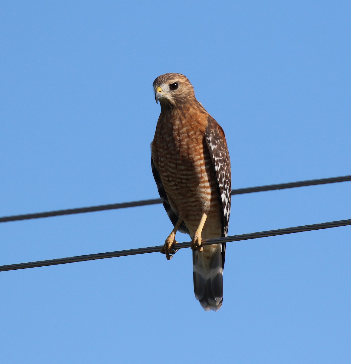 Red-shouldered Hawk - ML642983501