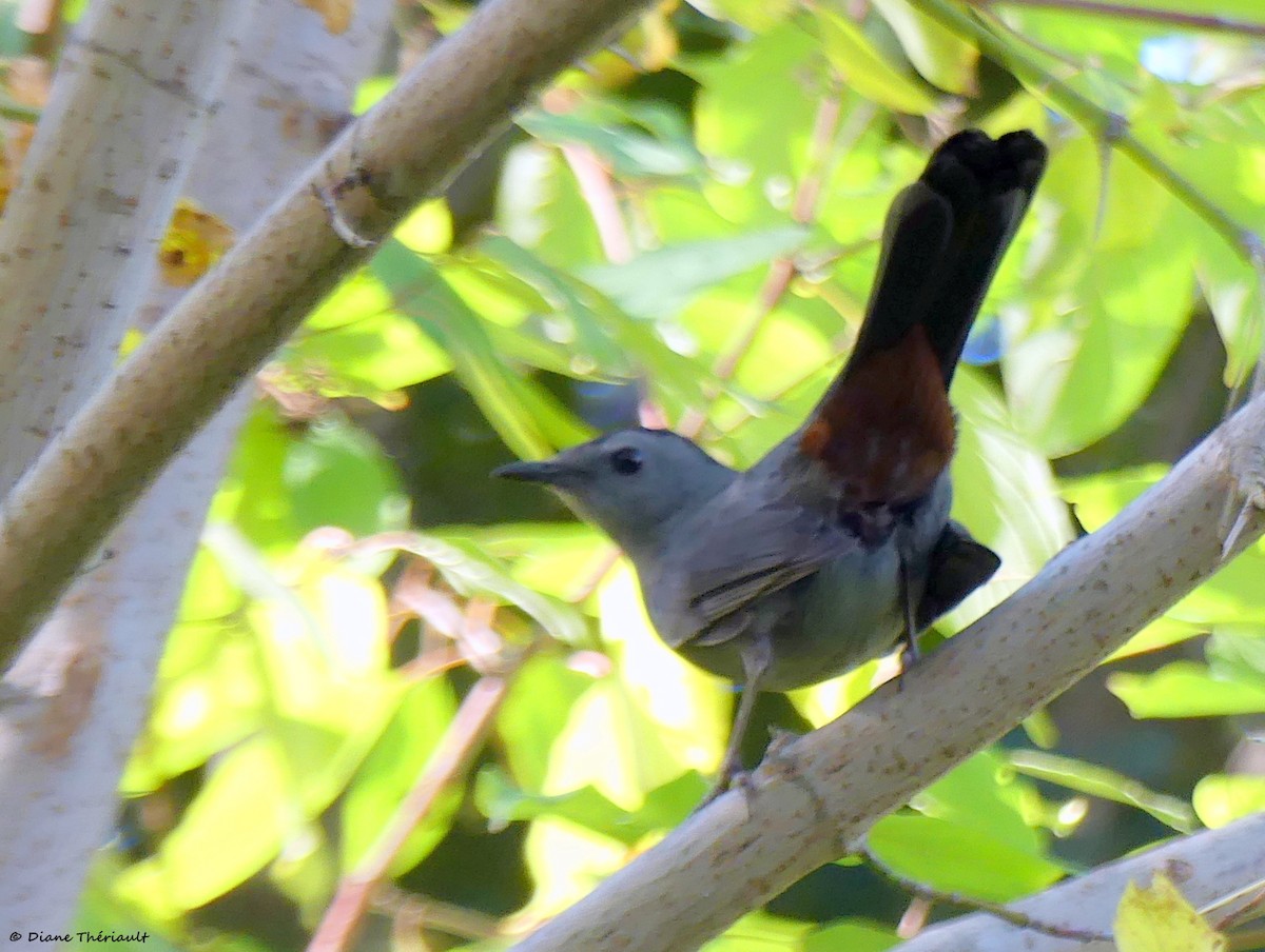 Gray Catbird - ML642983502