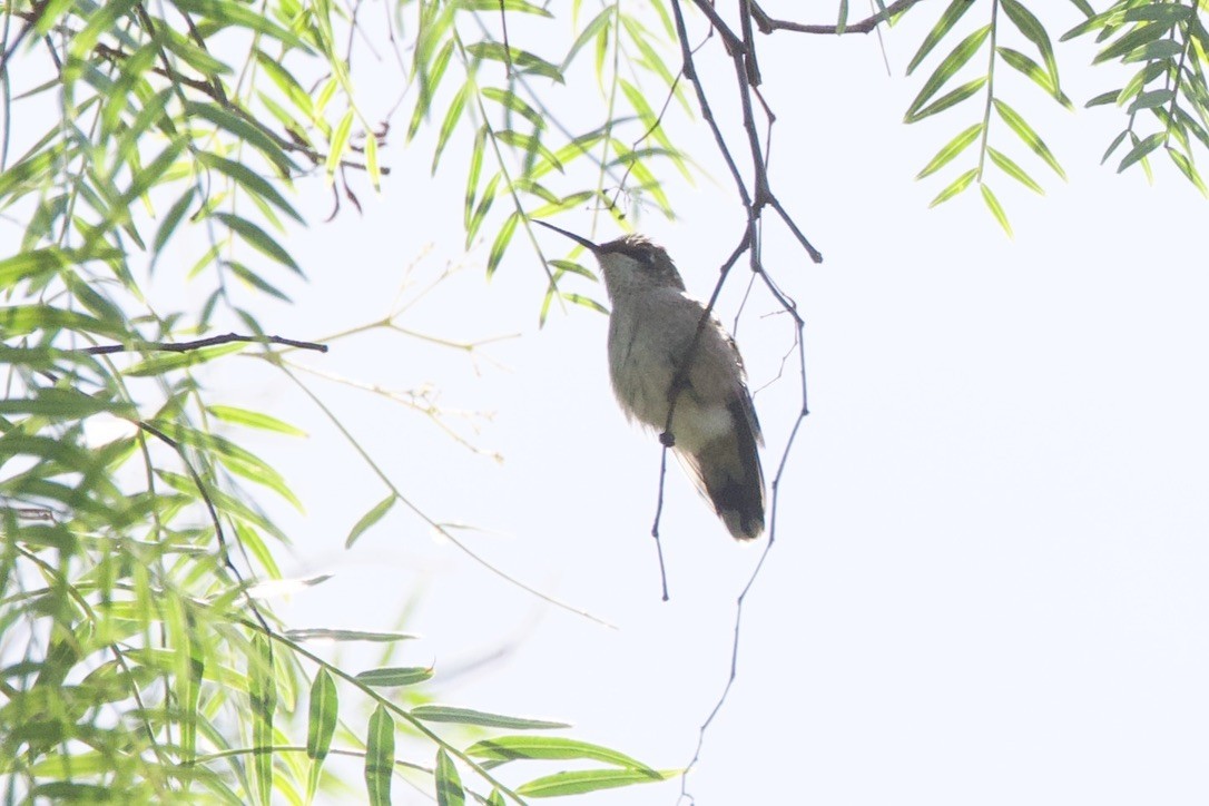 Ruby-throated Hummingbird - ML642983505