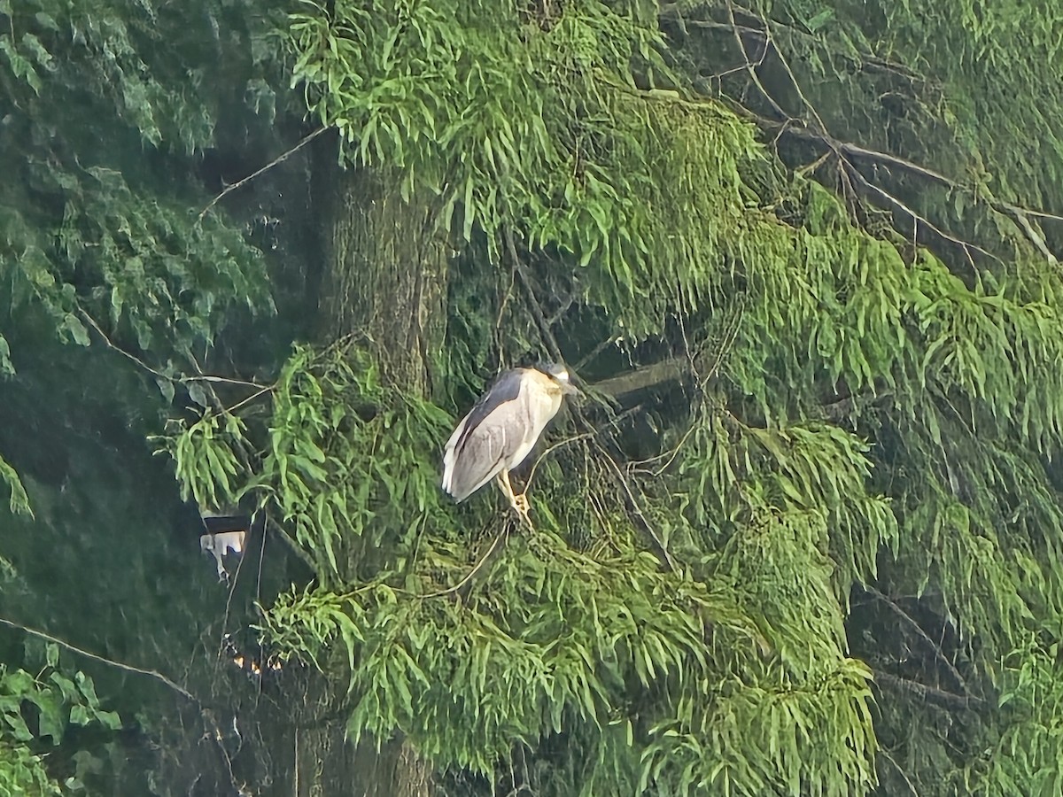 Black-crowned Night Heron - ML642983506