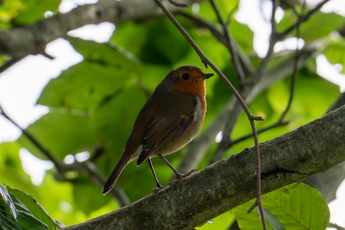 European Robin - ML642983508