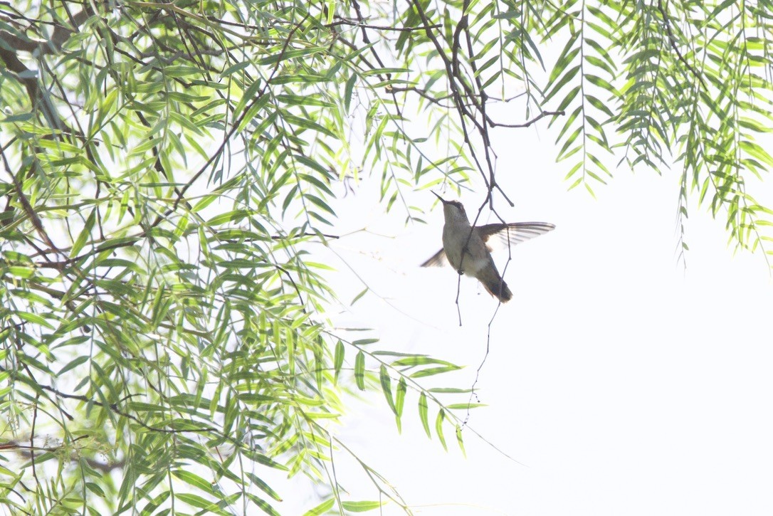 Ruby-throated Hummingbird - ML642983510