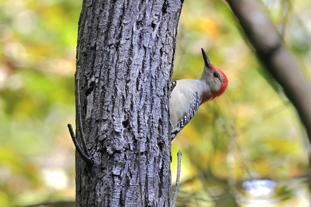 Red-bellied Woodpecker - ML642983512